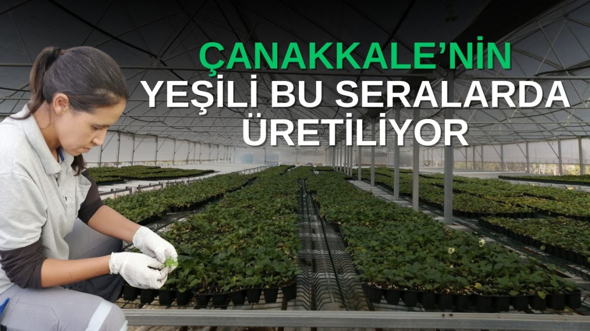 Çanakkale’nin yeşili bu seralarda üretiliyor