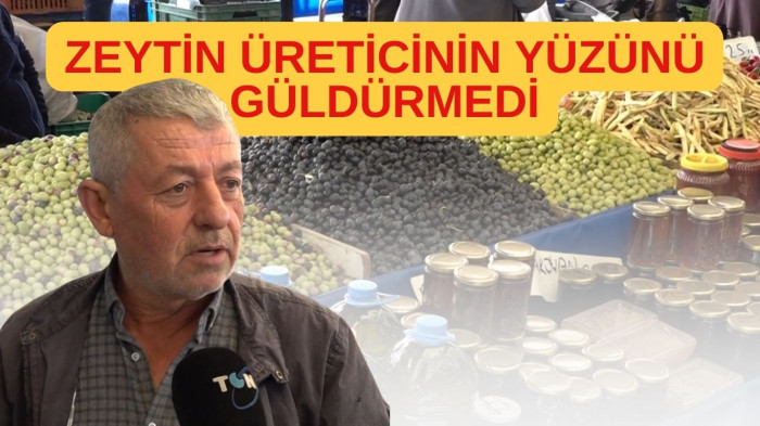  Kuraklık zeytini vurdu verim yarı yarıya düştü