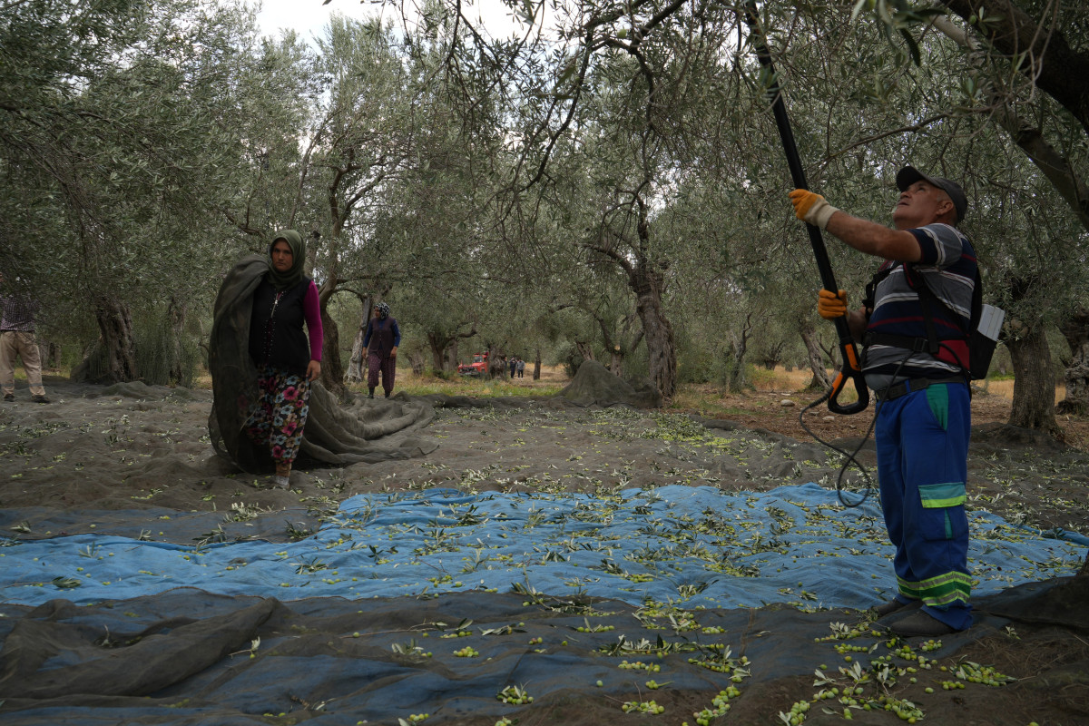 Kuzey Ege'de zeytin hasadı devam ediyor   