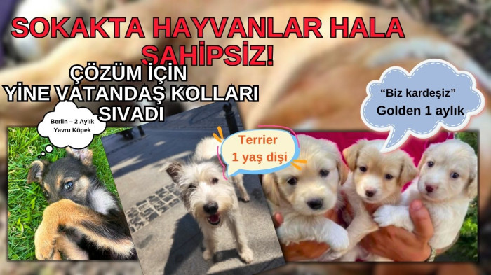 Sahipsiz Sokak Hayvanları için çözüm vatandaştan