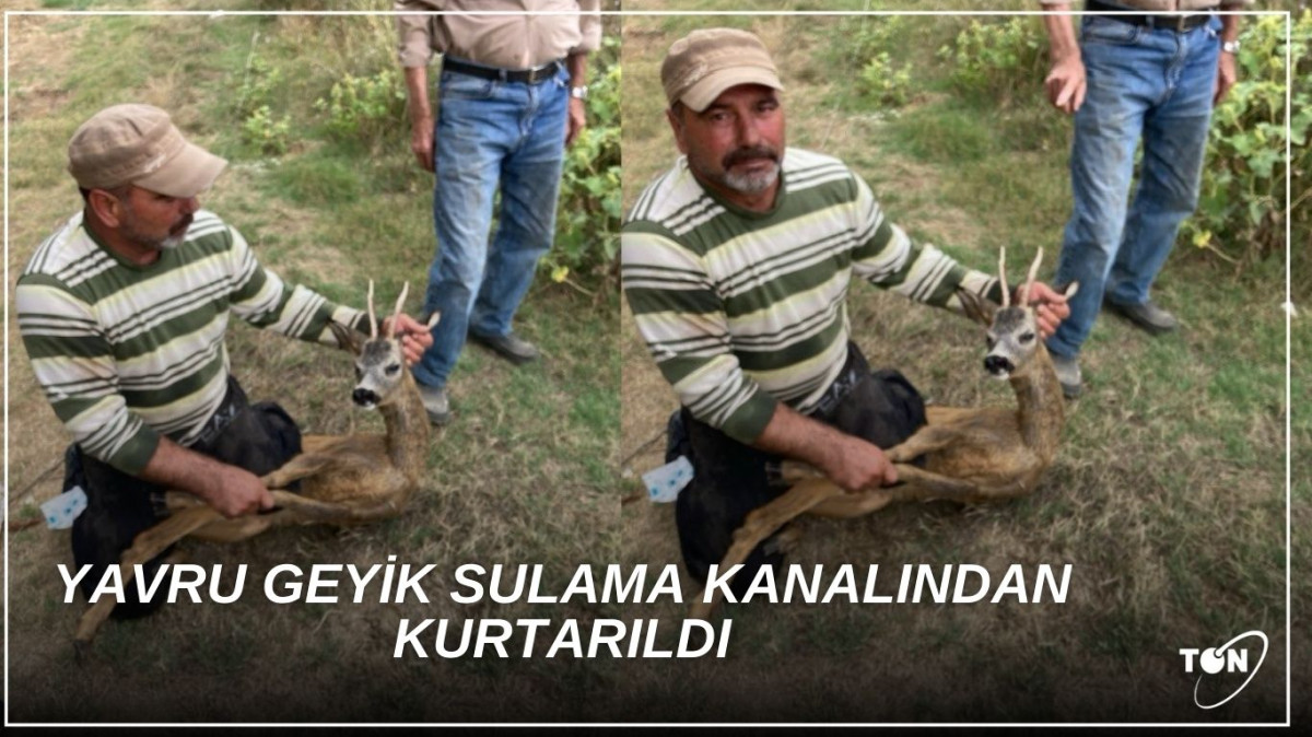 Umurbey Sulama Kanallarından yavru ceylan  kurtarıldı