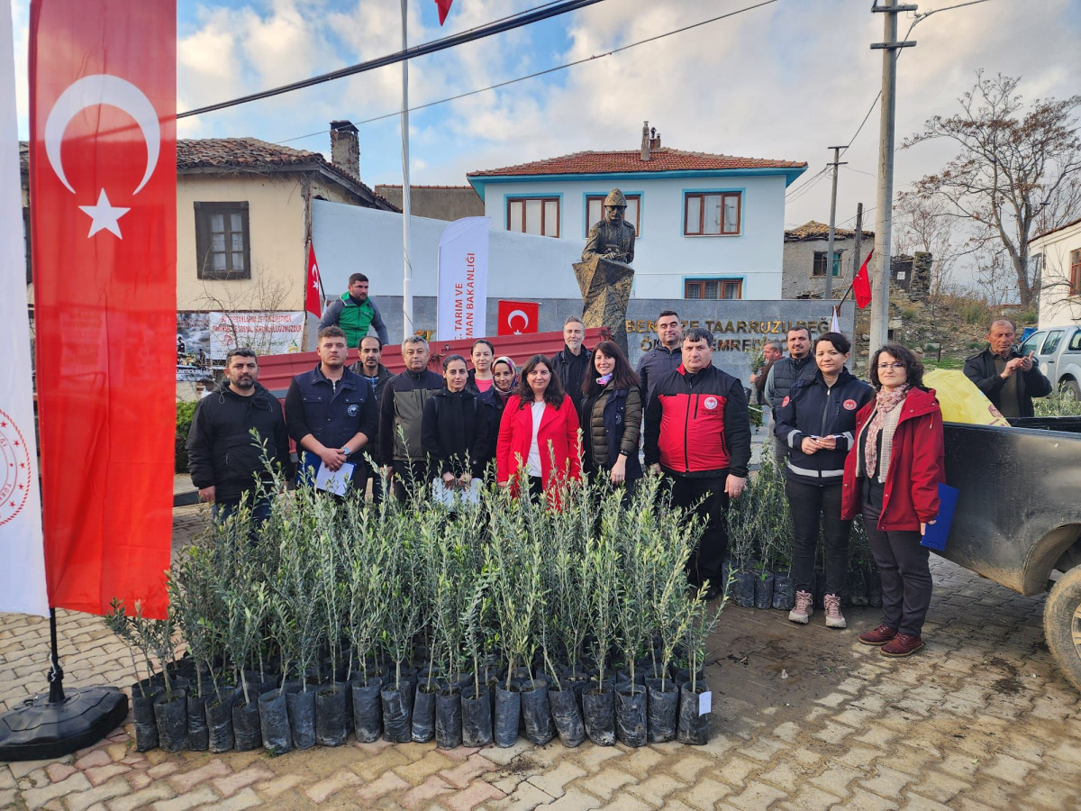 Yangından etkilenen üreticilere 5 bin zeytin fidanı