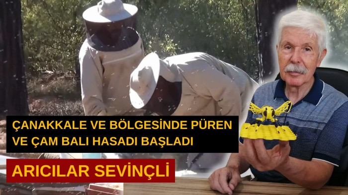  Arıcıların püren ve çam balı sevinci