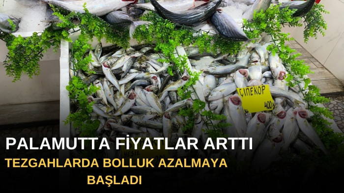 Palamut bolluğu azaldı fiyatlar arttı